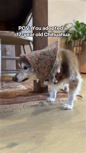 I Adopted a Senior Chihuahua *SO CUTE*