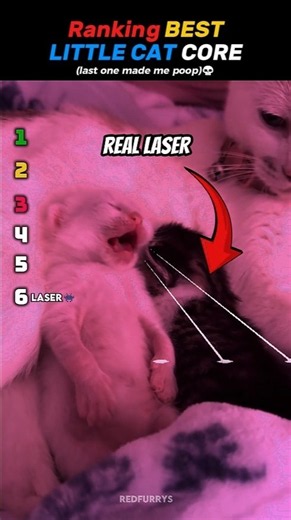 Ranking BEST LITTLE CAT Core Moemnts!! 🐈