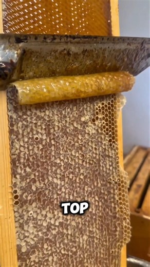 How to collect honey without breaking the hive! 🍯