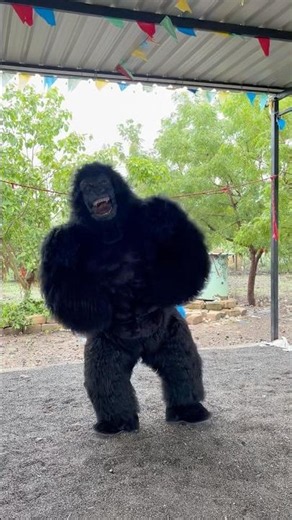 Gorilla Gorilla Cartoon #trending #funny #gorilla #cartoon #shorts