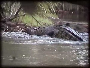 croc eats croc (saltwater croc attacks freshwater croc)