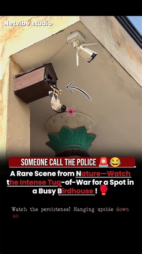 HOME INVASION! 🏠🐦 Myna Bird Fights for a New Nesting Box! 🥊#animals #birds #wholesome