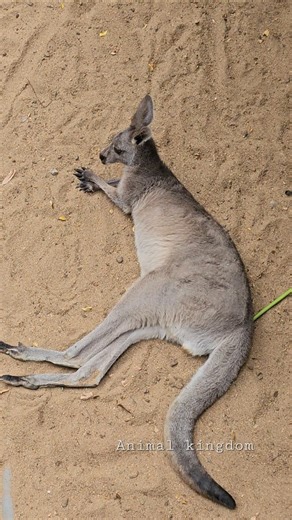 Kangaroo 🦘🌿 #wildlife #animals #nature #shorts