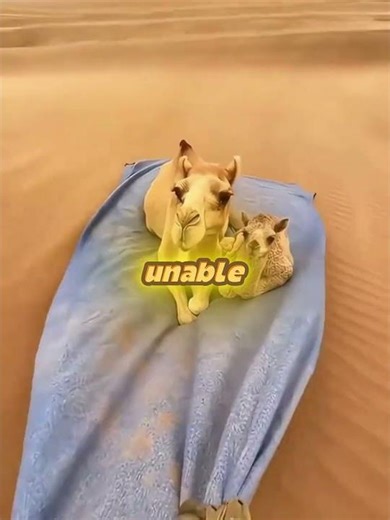 A camel came to take refuge at my house during a storm 🐪😱