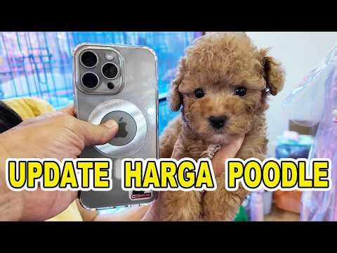 Update Harga Anjing Poodle