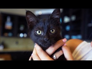 Kitten's First Bath