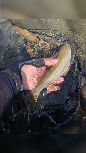 尺だと思った。四万十川の激流で自己記録29.5cmの大鮎