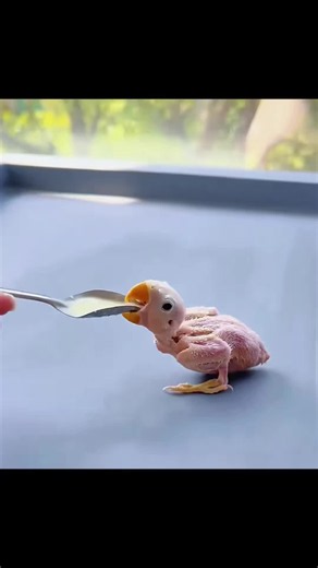 Abandonné par sa mère, ce petit oiseau vit une transformation