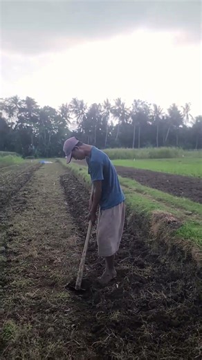simple trick for quickly planting corn seeds #shorts