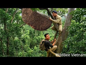 200m Tree Climb for the Biggest Wild Bee Nest in Vietnam’s Jungle!