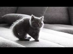 Süsse Katze, Katzenbabys, British, Britisch Kurzhaar