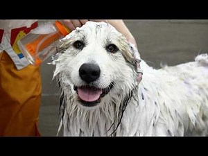 They Said No Groomer Would Take Her...Watch Her Transformation