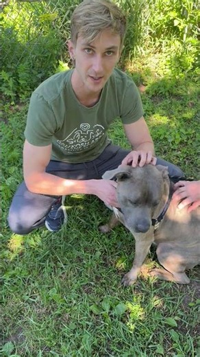 Jocko - super loving BIG LAP DOG #adoptadog