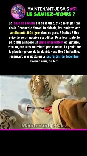 300 Tigres Mis Au Régime Forcé Après Les Fêtes 🐯 #Animaux #Insolite #Nature