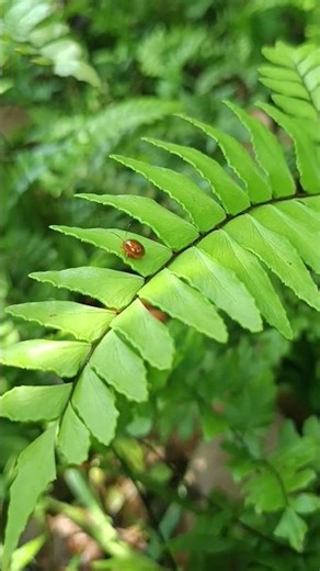 Red Melon Beetle Take off! #insects #beetle #naturephotography #entomology