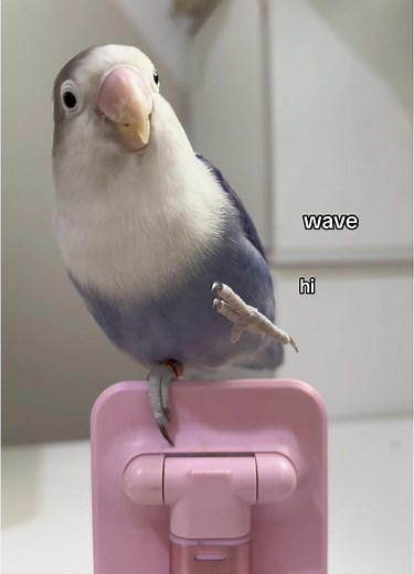 Bird Tricks Compilation: Birdo and BB's Best Skills