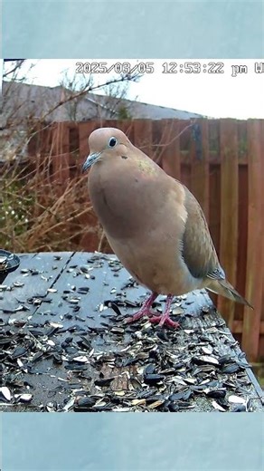 A Mourning Dove Coo Call Sound - #shorts