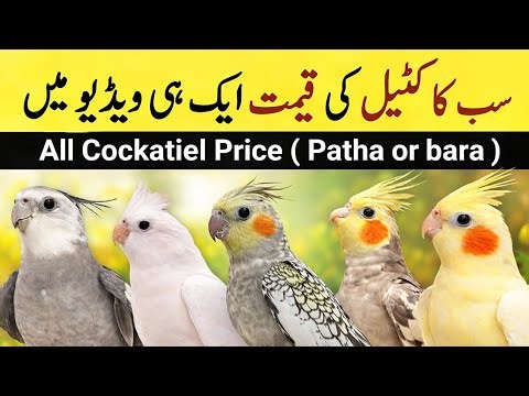 All cockatiel Parrot Latest prices 2026 #cockatiels