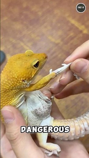 Balloon Gecko? Watch This Skin Trick!