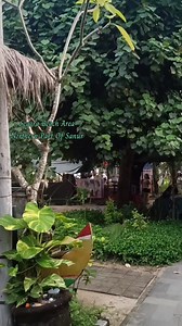 7.8K views · 104 reactions | Sanur beach❤ | Galih Bali Tour - Bali Driver and Guide | Facebook