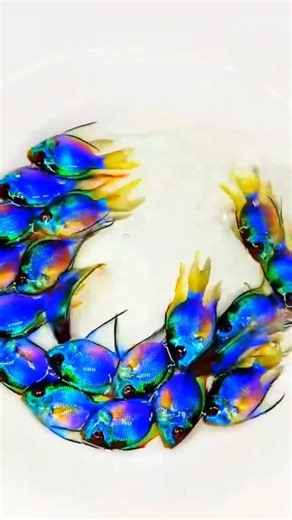 #balloonram #balloonramfish #neonblueballoonram #thairams | 𝐒.𝐌 𝐅𝐢𝐬𝐡 𝐂𝐫𝐞𝐚𝐭𝐢𝐨𝐧