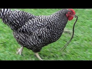 Chicken Finds a Snake!