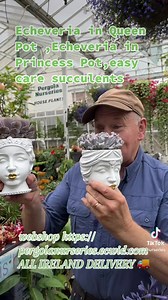 Echeveria in Queen Pot ,Echeveria in Princess Pot are easy care succulents for indoors . Available in webshop https://pergolanurseries.ecwid.com ALL IRELAND DELIVERY 🚚 32 Counties Pergola Nurseries Garden Corner, Virginia,Co Cavan A gardeners oasis of quality plants Open Tuesday to Saturday 10.30-6 Open Sundays 2-6 | Pergola Nurseries Garden Corner