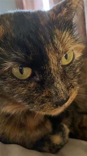 #jade #jadethetortie -#cuteness #mycat #cat #followmeow #adorable #foryourepage