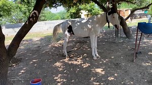 horse man specialise to raise foals without mares | Manu sharma photography