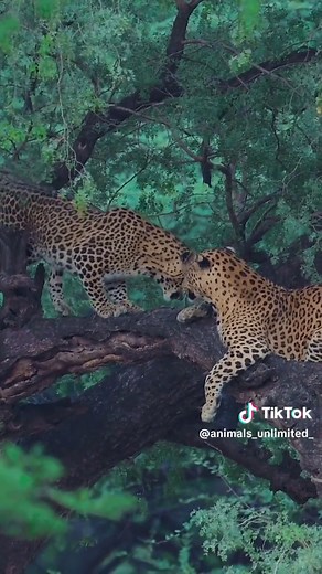 Exploring the Jaguar and Asian Leopard in Their Habitats