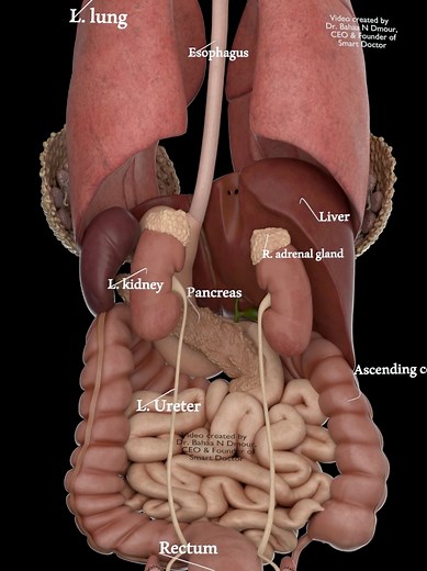 Explore Your Inner Organs: A 3D Anatomy Tour