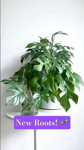 Mini Monstera: From Cutting to Roots: 🪴✨️🌿