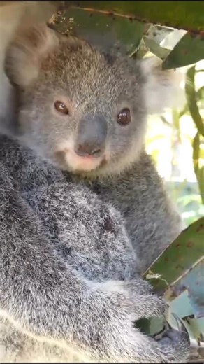 Koala Conservation Australia | Can we just take a moment for the last of our joeys to emerge from our first breeding season. Cuteness overload! 💚 Here’s hoping our... | Instagram