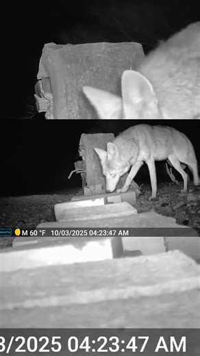 These Coyotes Are Too Close #wildlife #tucson
