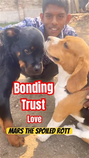 Watch till end🐶🥰 #shorts #youtubeshorts #rottweiler #beagle #pets #cute #pets #viral #feed #fyp