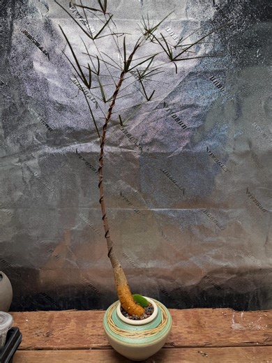 Brachychiton Rupestris / Bottle Neck Tree Styled With Vintage Pot/ Mediterranean - Etsy