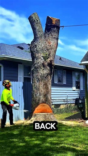 merobohkan pohon besar di dekat perumahan #chainsaw #treecutting #wood #sawblade #woodworking