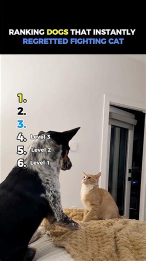 Ranking Best Funniest Dogs That Instantly Regretted Fighting Cat😂 #usa