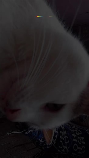 Vidéos de ❤️لفعة🐍🐍 (@fififo73) avec الصوت الأصلي - natashoo0