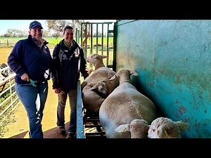 🔵 White Dorper Sheep Production - Etiwanda Rangeland Ready