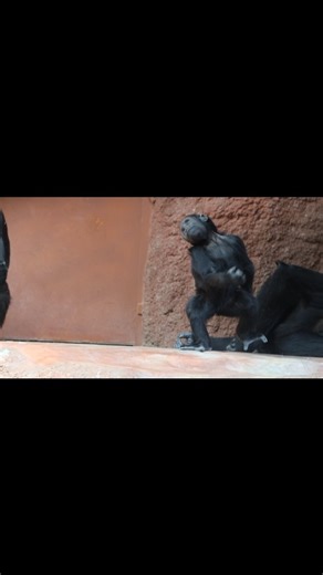 Vozembouch... sudy... zakroutit se... a se zavřenejma očima je to bájo... ješte pár kreací na závěr... poklona... a spouští se opona... davy jásají... potlesk... Mobi 13. 8. 2025 #naturephoto #naturegeography #zoopraha #zoo #zoophotography #zoophoto #animals #animal #animalphotography #animalphotos #canonphotography #canon #canonczsk #praha🇨🇿 #praha #zoopraha #zooprague #pozdrav #gorillatag #gorilla #gorillas #silverback #silverbackstory #best #bestmemes #bestmemes #bestdiscovery #bestvideo #b