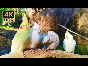 Relaxing Cockatiel Singing by a Peaceful Stream • 1 Hour of Forest Sounds & Bird Whistles (4K HDR)