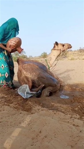 💧🐫 عروس عربية تبدأ مراسم الفرح مع الجمل في أجواء صحراوية ساحرة 👰✨