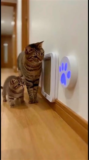 Smartest Cat EVER? Watch This Cat Open a Sensor Door Like a Pro!🌸 #cat #smartcat #funnycats