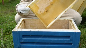 Beekeeper at Work. Bee keeper lifting shelf out of hive. The beekeeper saves the bees