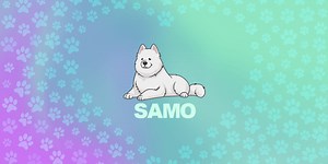 O que é Samoyed coin (SAMO) token, Binance, NFTs, moeda meme em Solana, Previsão de preço?