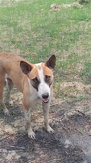 #kutta bhi Jameen dekhne Aaya🤑