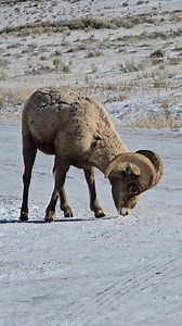 I shall call him...Knucklehead... National Elk Refuge | T. Lyn Neufeld Photography