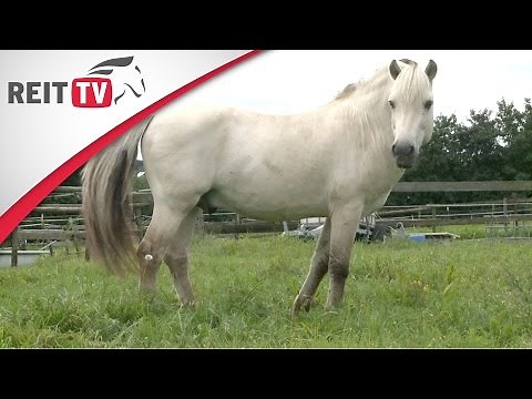 Rasseportrait | Das Fjordpferd