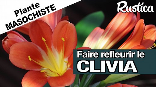 Clivia : Comment le faire refleurir facilement en intérieur ?